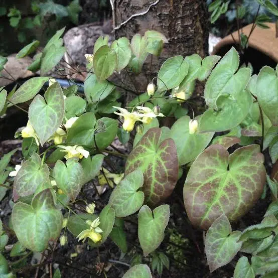 Horny Goat Weed extract