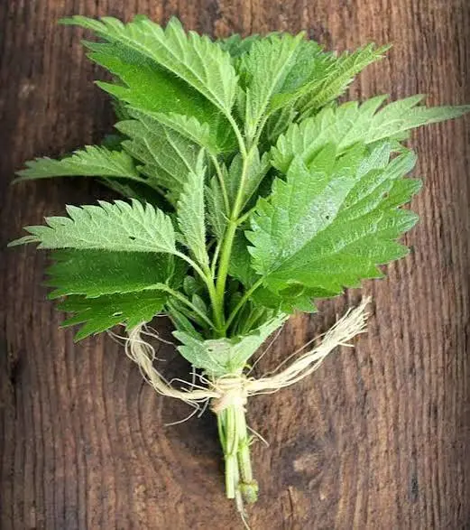 Nettle Leaf extract