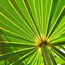 Saw Palmetto berries