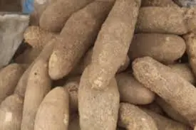 Wild Yam root